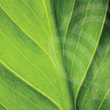 Liquid Chlorophyll NSP Liquid Chlorophyll NSP modelo NSP 1580 | Nº da imagem 1