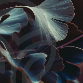 Ginkgo & Hawthorn NSP modelo NSP 909 | Nº da imagem 1